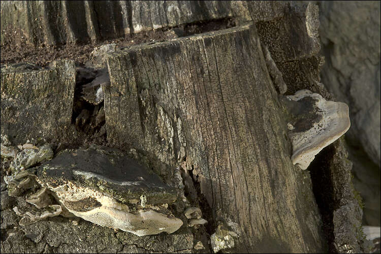 Image of Trametes