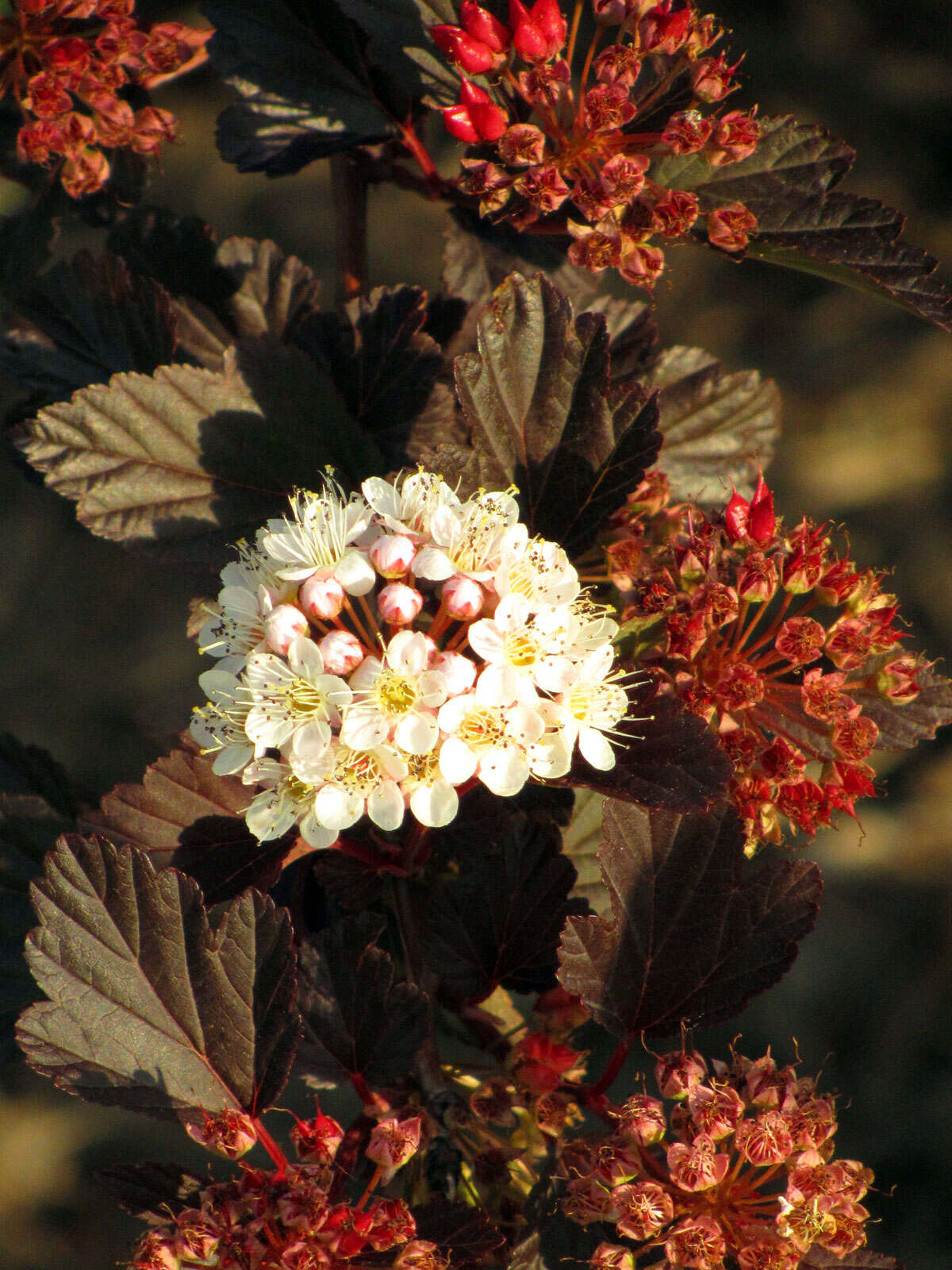 Plancia ëd Physocarpus opulifolius (L.) Maxim.