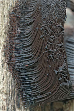 Image of Stemonitis lignicola