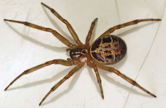 Image of Cobweb weaver