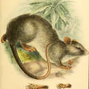 Image of Meyer’s Lenomys