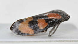 Image of Red-and-black Froghopper