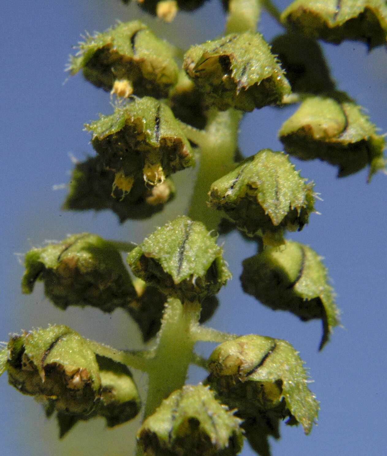 Image of ragweed