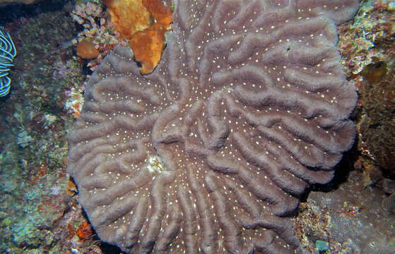 Image of brain coral