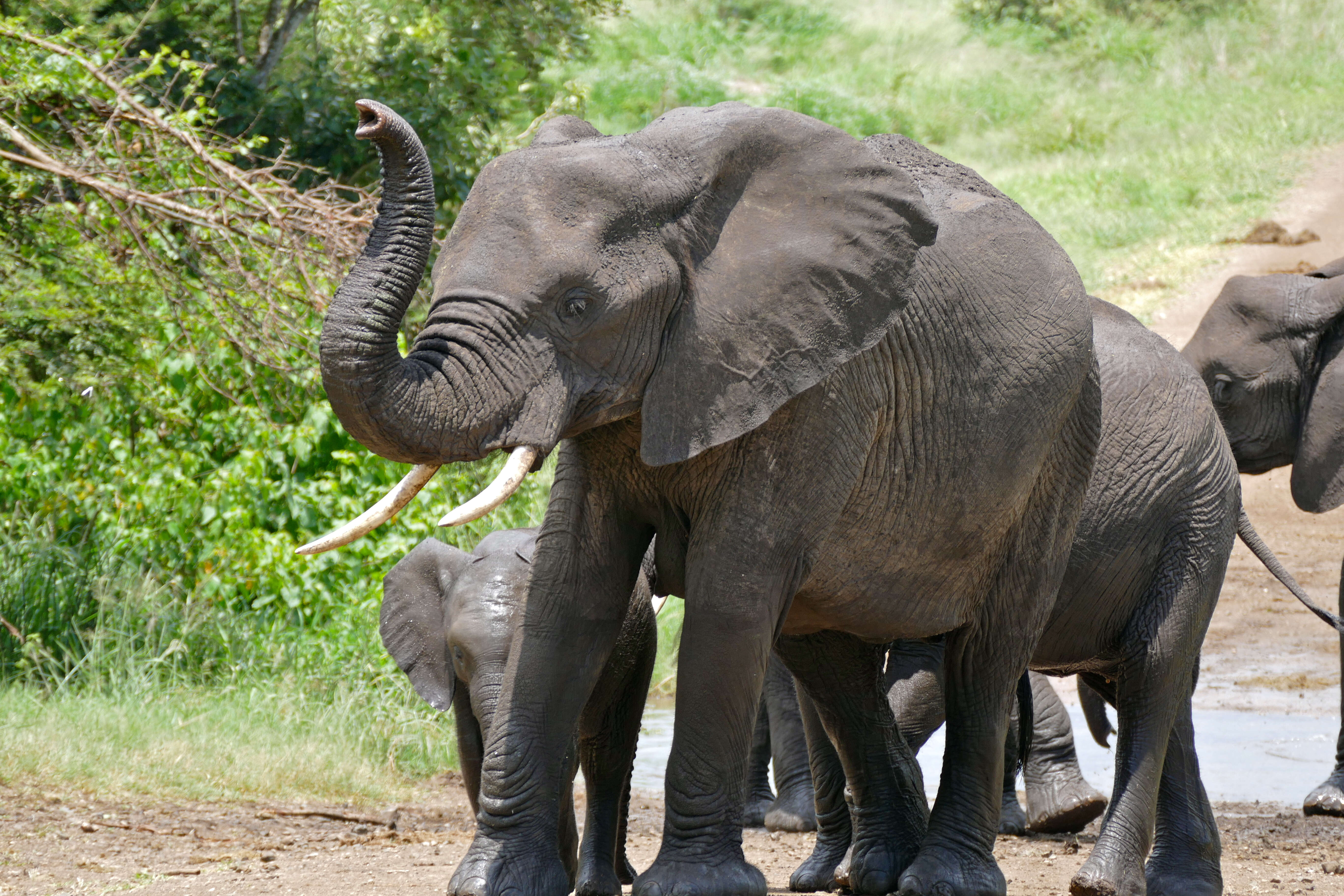 Image of African bush elephant