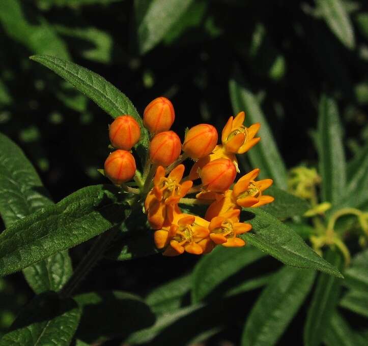 Image of milkweed