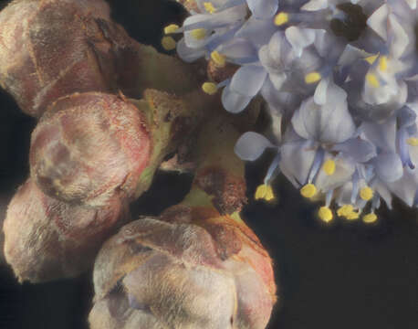 Image of Calistoga ceanothus