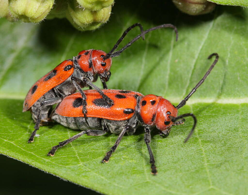 Image of Milkweed Longhorns