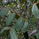 Image of Hirtella glandulosa Spreng.