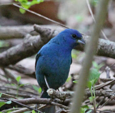 Image of Indigo Bunting