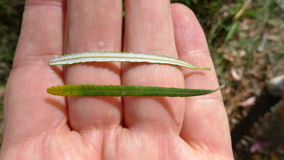 Image of Banksia spinulosa var. collina (R. Br.) A. S. George