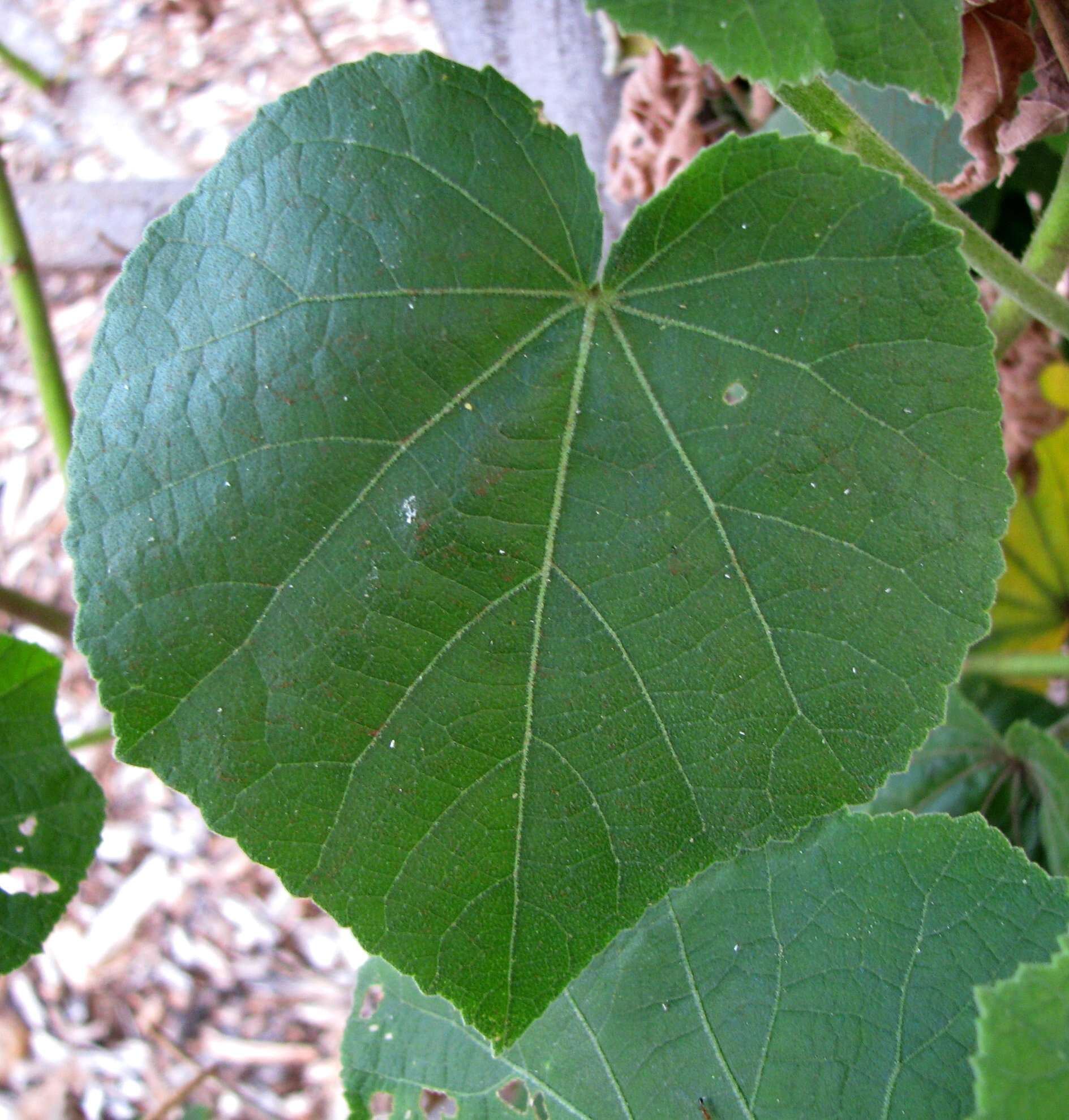 Image of lindenleaf rosemallow