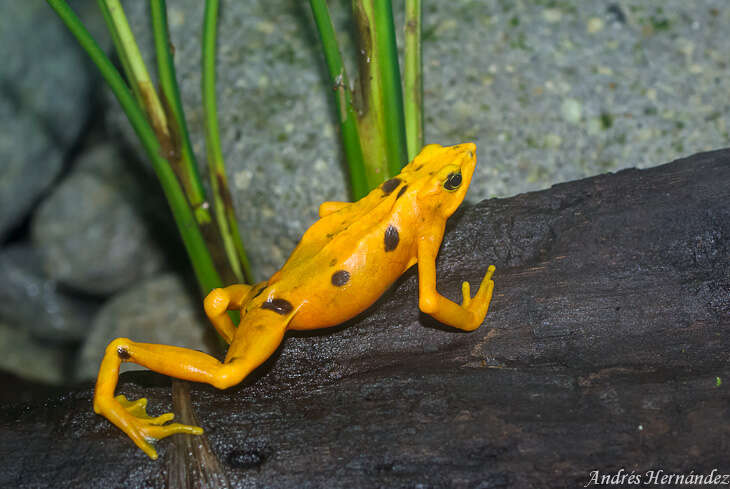 Image of harlequin frogs