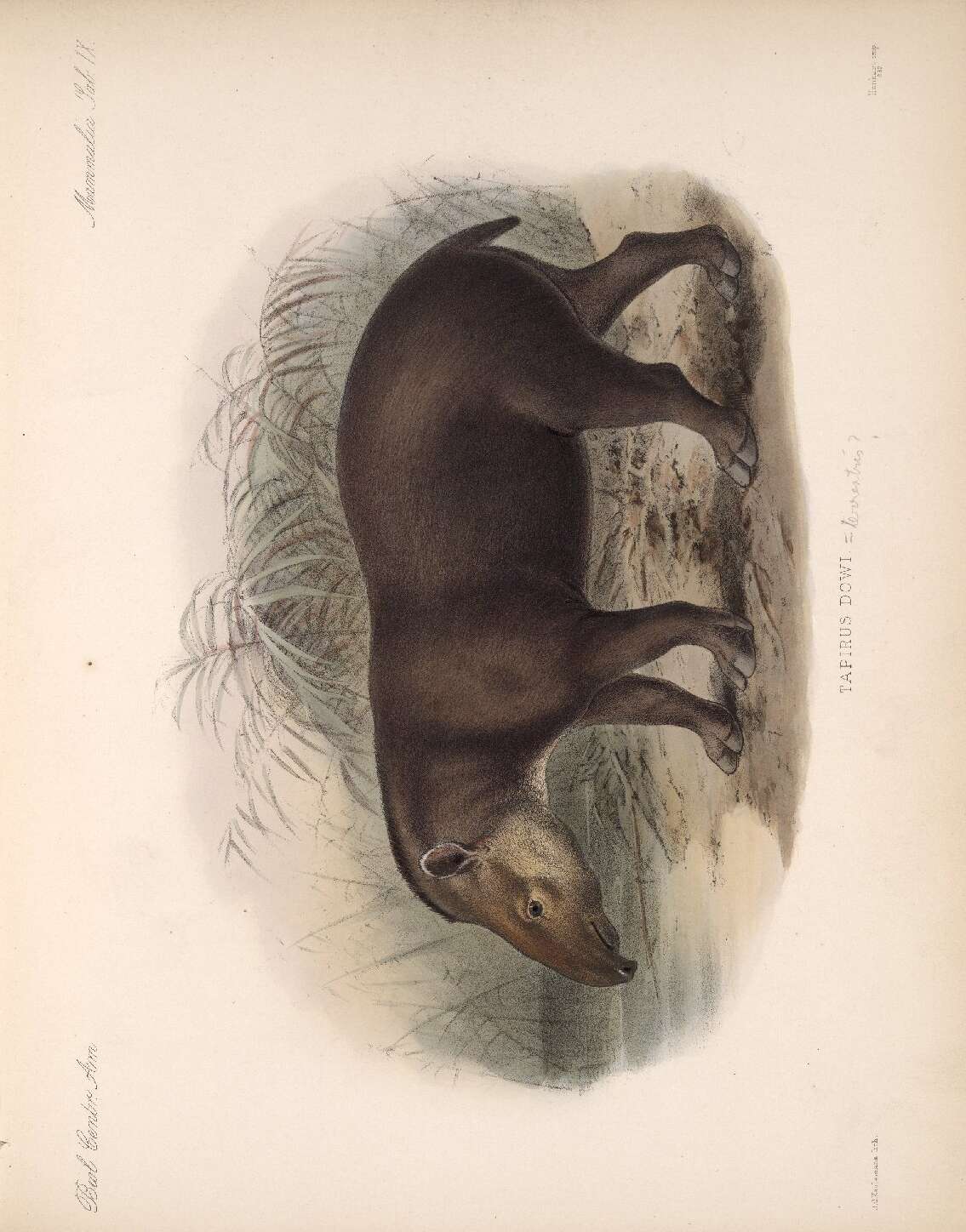 Image of tapir