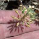 Image of rough draba