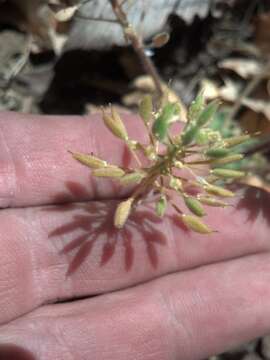 Image of rough draba