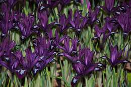 Image of Iris reticulata M. Bieb.