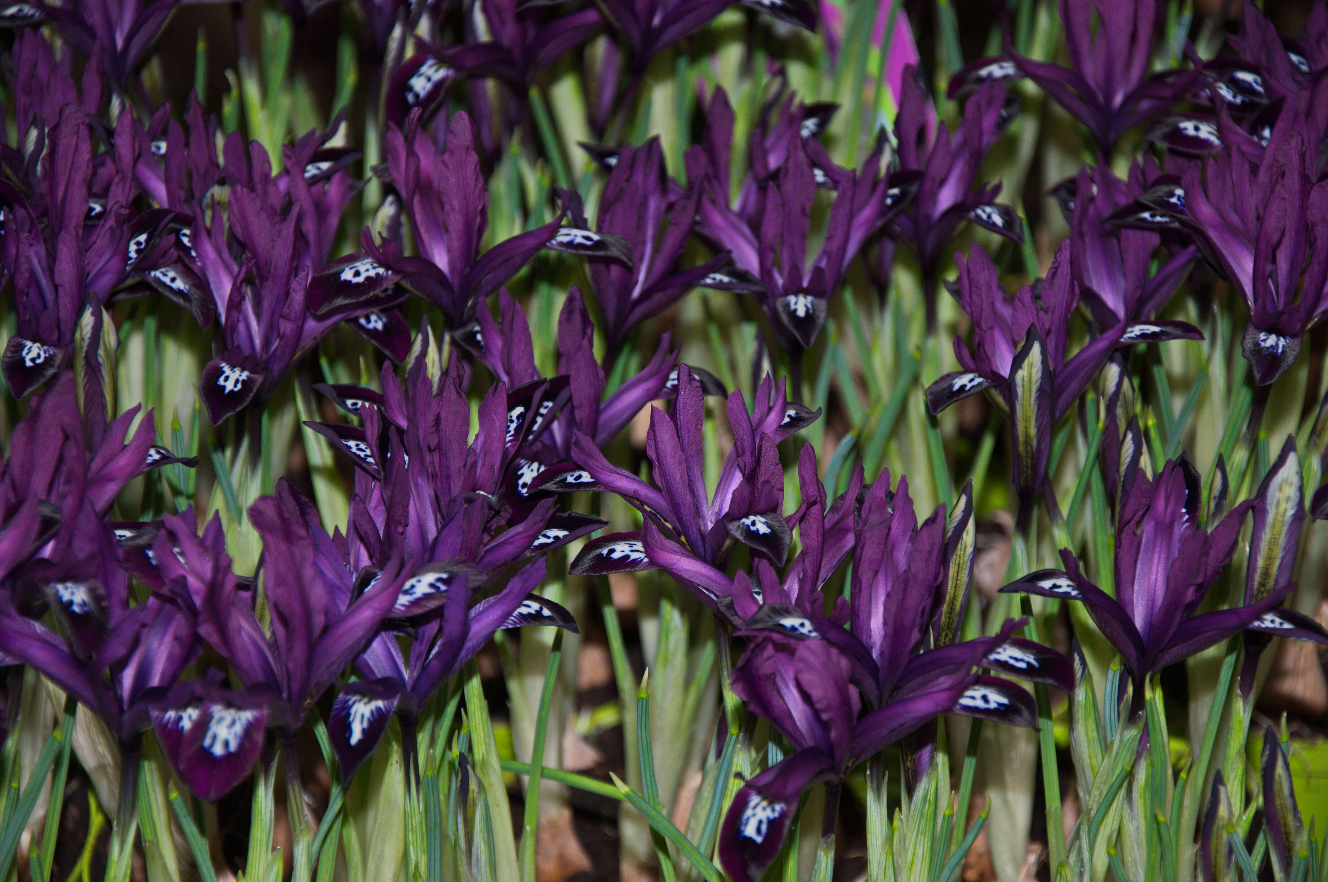 Image of Iris reticulata M. Bieb.