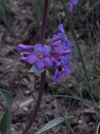 Image of Osterhout's beardtongue