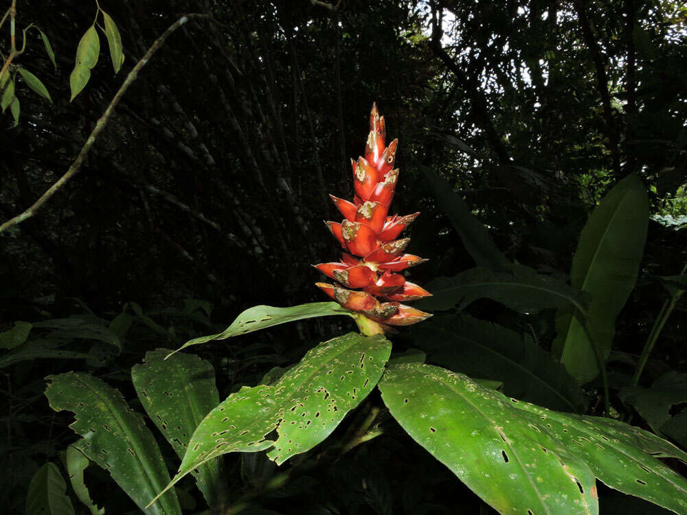 Image of spiral ginger