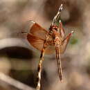 Neurothemis stigmatizans (Fabricius 1775) resmi