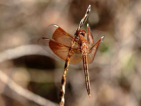 Image of Neurothemis Brauer 1867