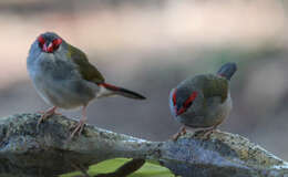 Image of Red-browed Finch