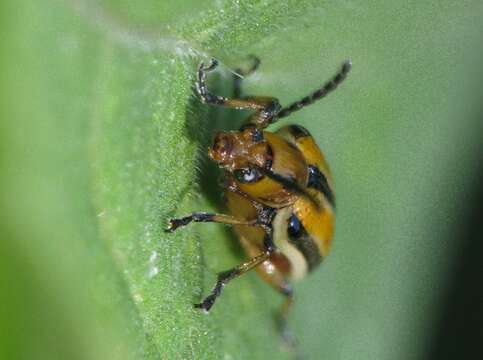 Image of Three-lined Lema Beetle