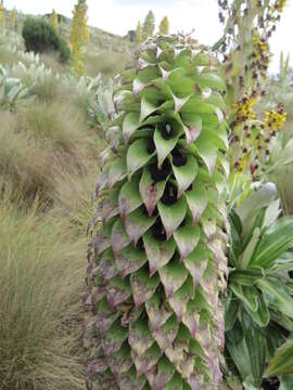 Image de Lobelia gregoriana Baker fil.