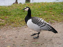 Image of Hawaiian goose