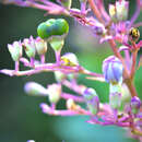 Imagem de Rotheca serrata (L.) Steane & Mabb.