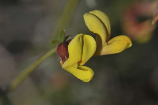 Image of Wright's deervetch