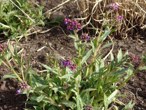 Image of Lungwort