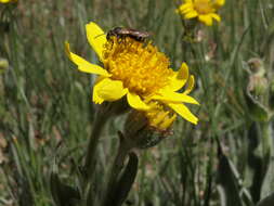 Arnica resmi