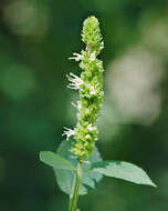 Image of giant hyssop