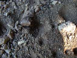 Sivun Vermileonidae kuva