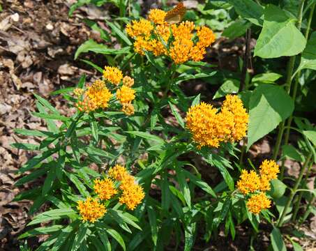 Image of milkweed