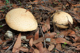 Image of Amanita ochrophylla (Cooke & Massee) Cleland 1924