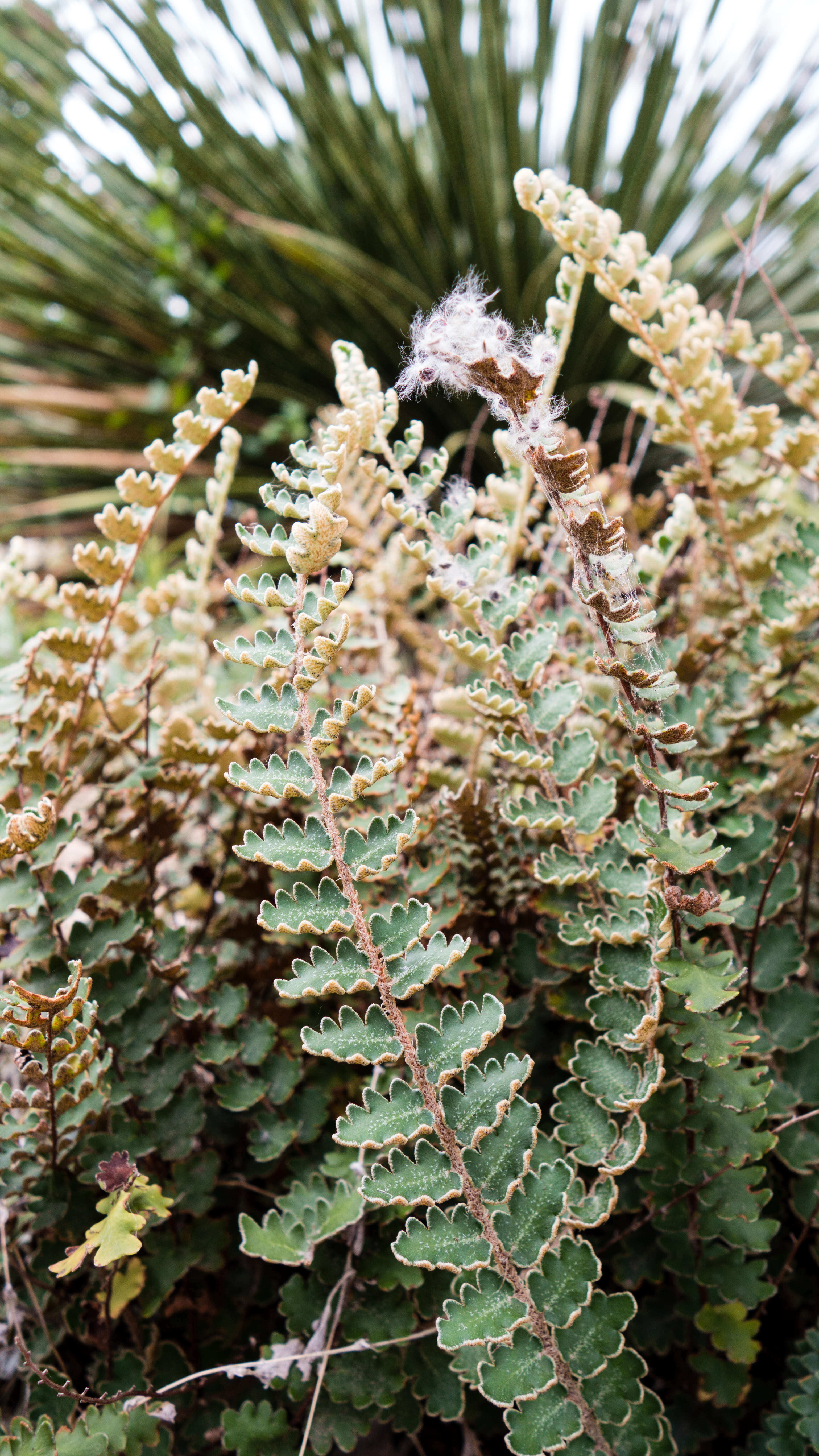 Image of wavy scaly cloakfern