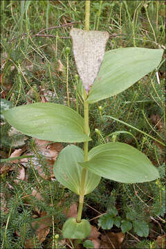 Image of Helleborine