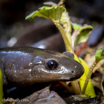 Image of mole salamanders