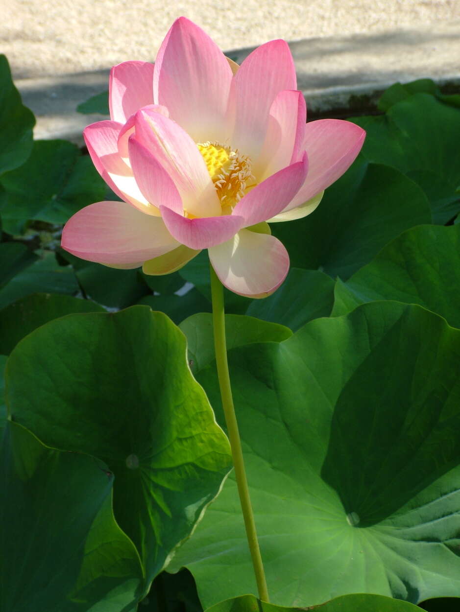 Image of sacred lotus