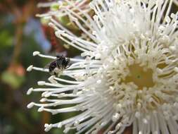 Plancia ëd Tetragonula carbonaria (Smith 1854)