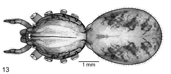 Image of Scytodes socialis Miller 2006