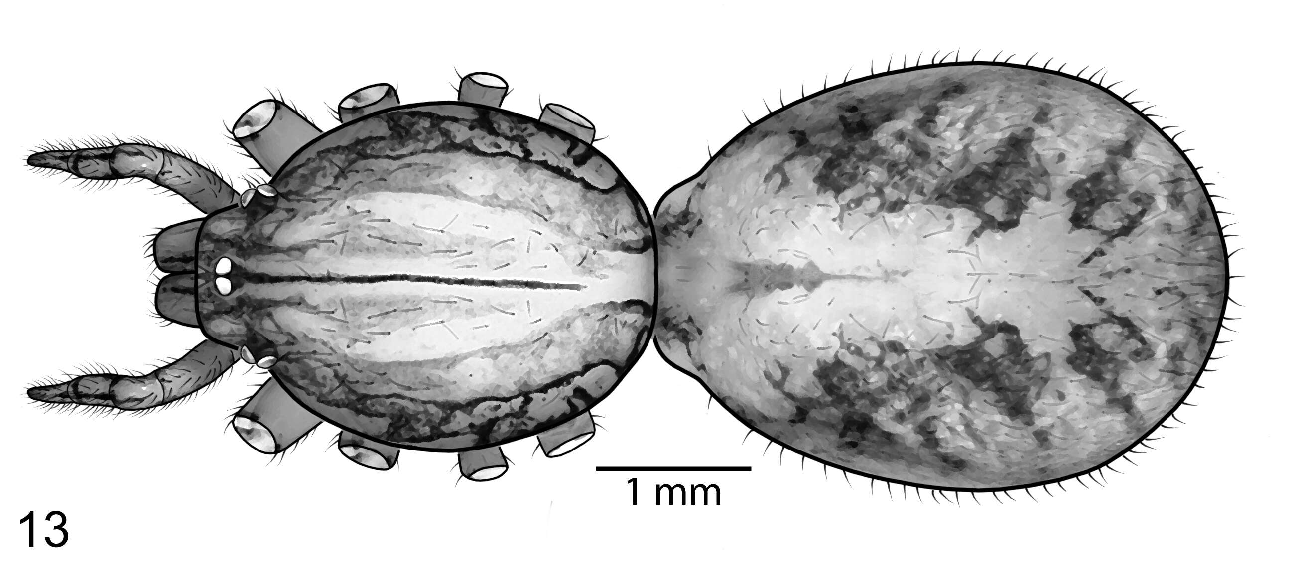 Image de Scytodidae