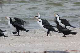 Image of Australian Pied Cormorant