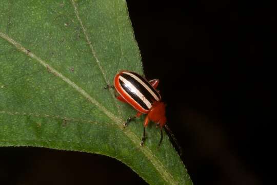 Image of Disonycha leptolineata Blatchley 1917