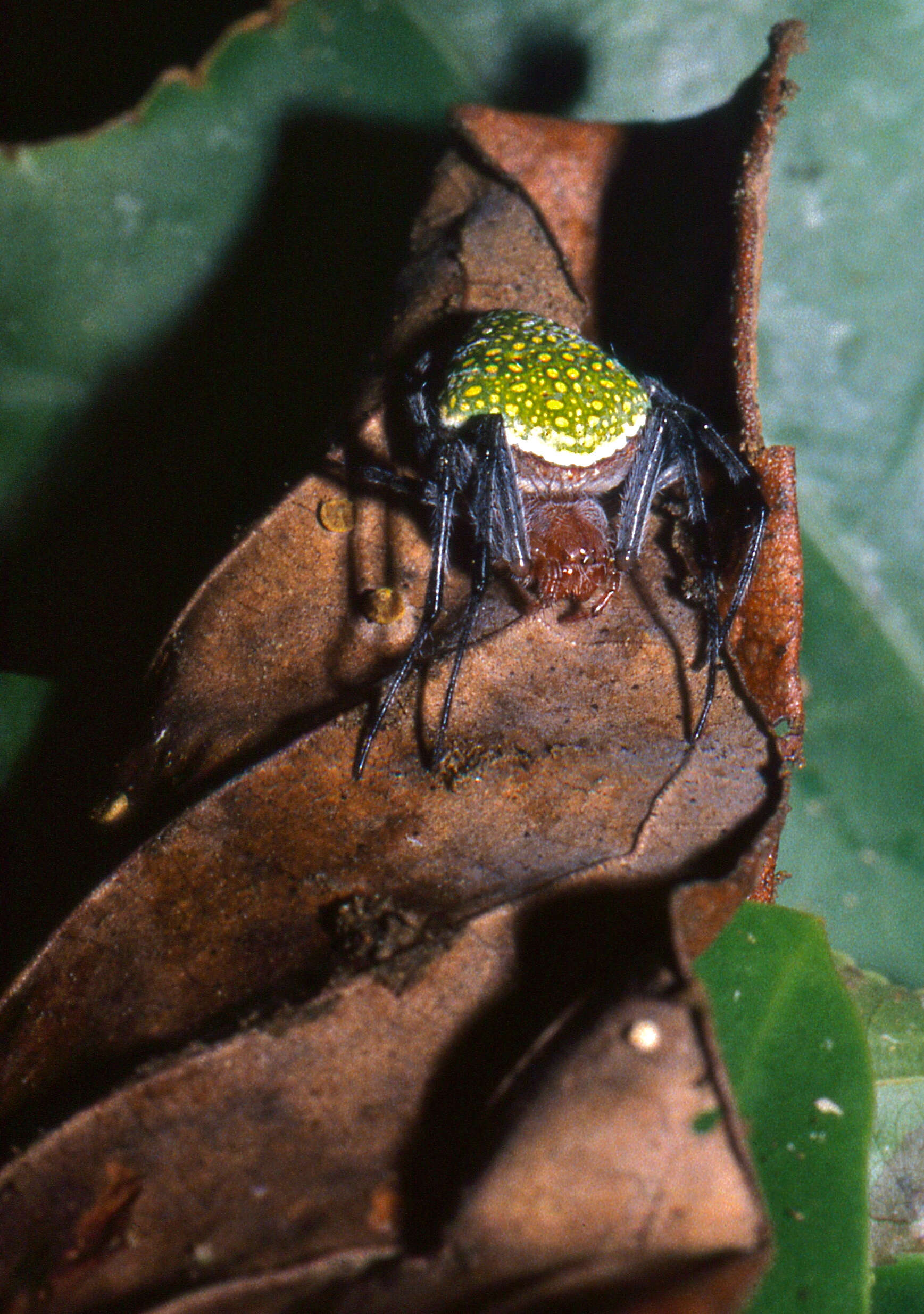 Image of Eriophora