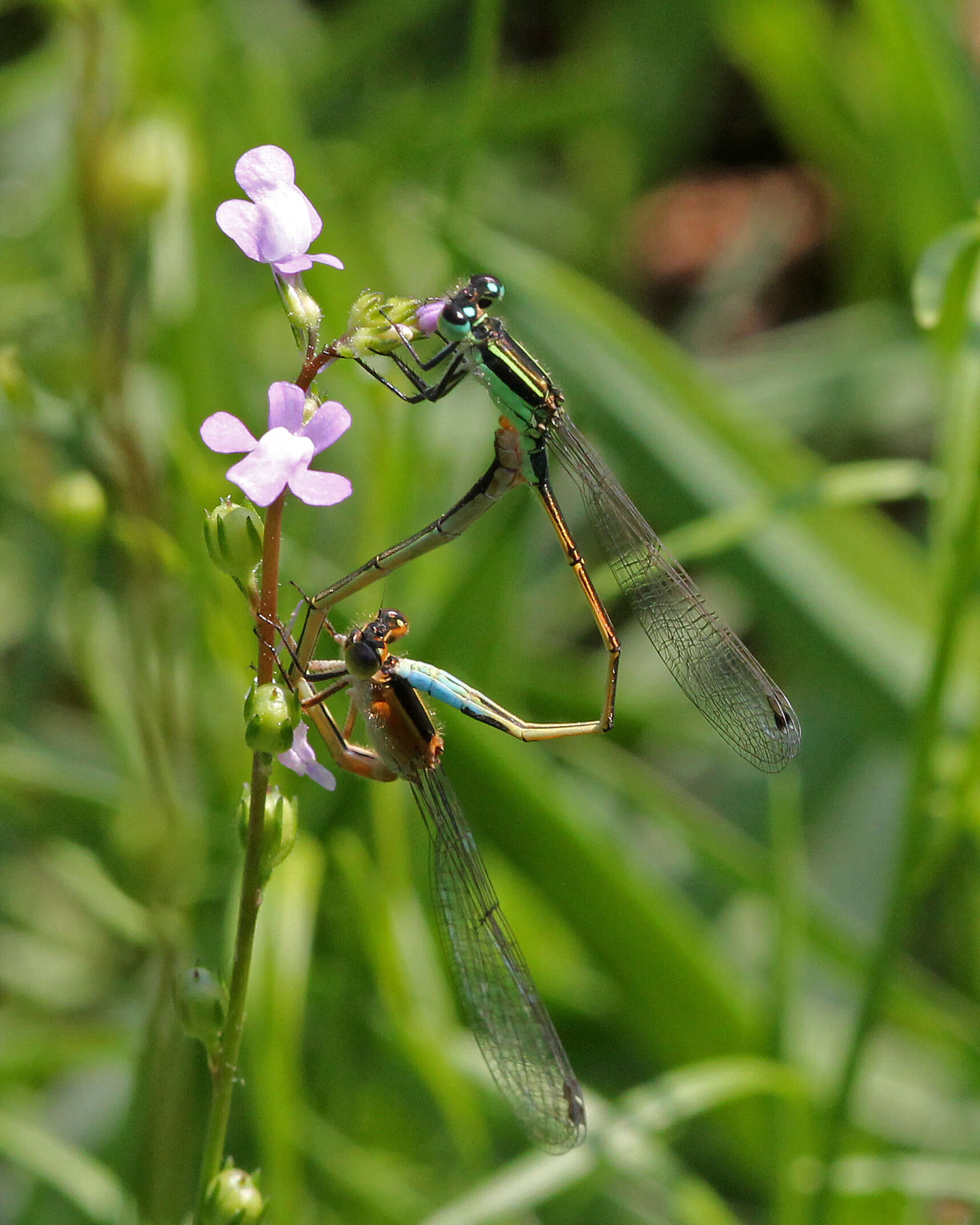 Image of forktail