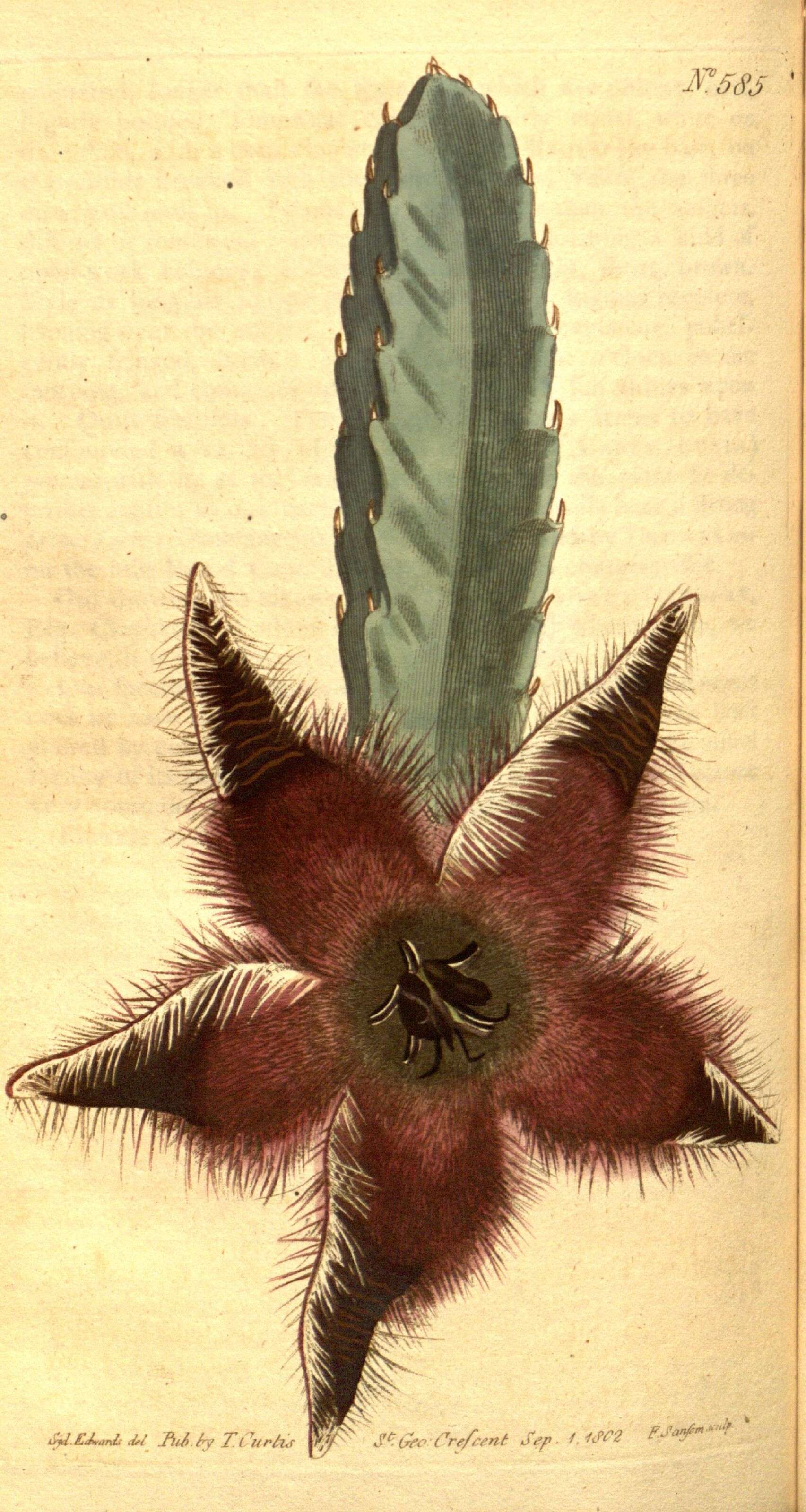 Image of Carrion flower